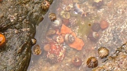 C'est l'heure du goûter !   ( Littorina littorea )