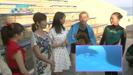 NHK「こんにちは！动物の赤ちゃん★夏2014『水族馆の★カワイイ★大集合』」