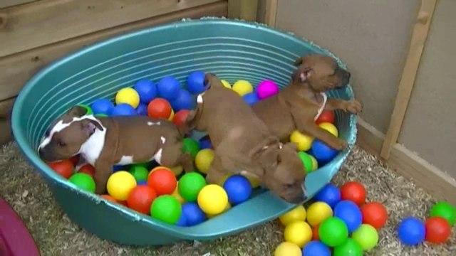 67ème vidéo de la 16ème portée Le départ des chiots staffies de staffordland 1.2