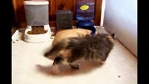 Kittens Are Awesome Compilation