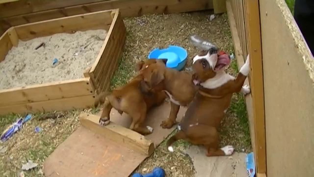 66ème vidéo de la 16ème portée Le départ des chiots staffies de staffordland 1.2