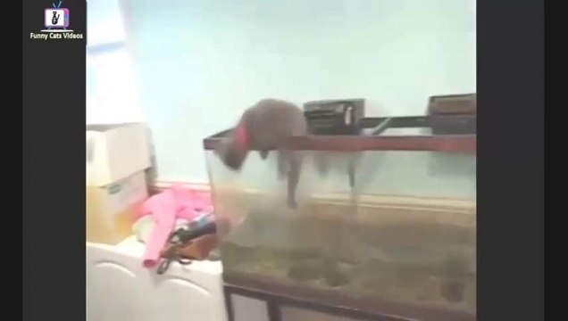 Funny Cat Videos - Episode 1 - Funny Cats - Funny Animals - Fail Compilation - Cats Fails