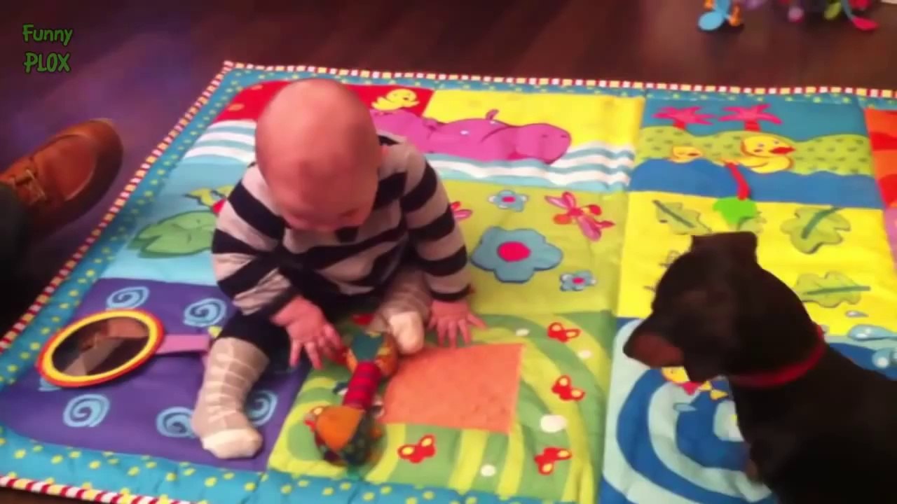 Funny Dogs Teaching Babies Compilation 2014 [NEW HD]
