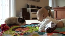 Funny Videos _ Funny Cat Videos _ Funny Vines _ Cool Cute Cats Funny Videos #9