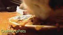 Funny Videos _ Funny Vines _ Funny Cats _ Cool Cute Cats Funny Videos #10