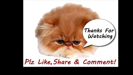 Funny Videos 2014 - Funny Cats Video - Funny Cat Videos Ever - Funny Animals Funny Fails 2014(1)