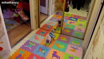 Funny Videos Of Animals Vs Mirrors Compilation 2014 [NEW]