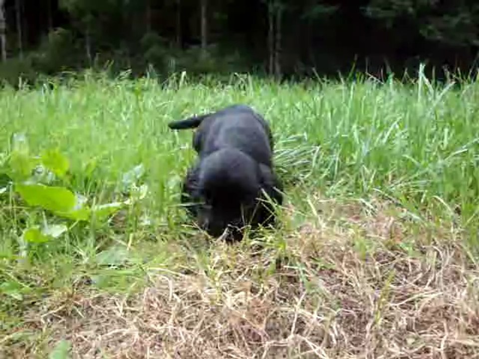 bbs_hello_graf_armo 228