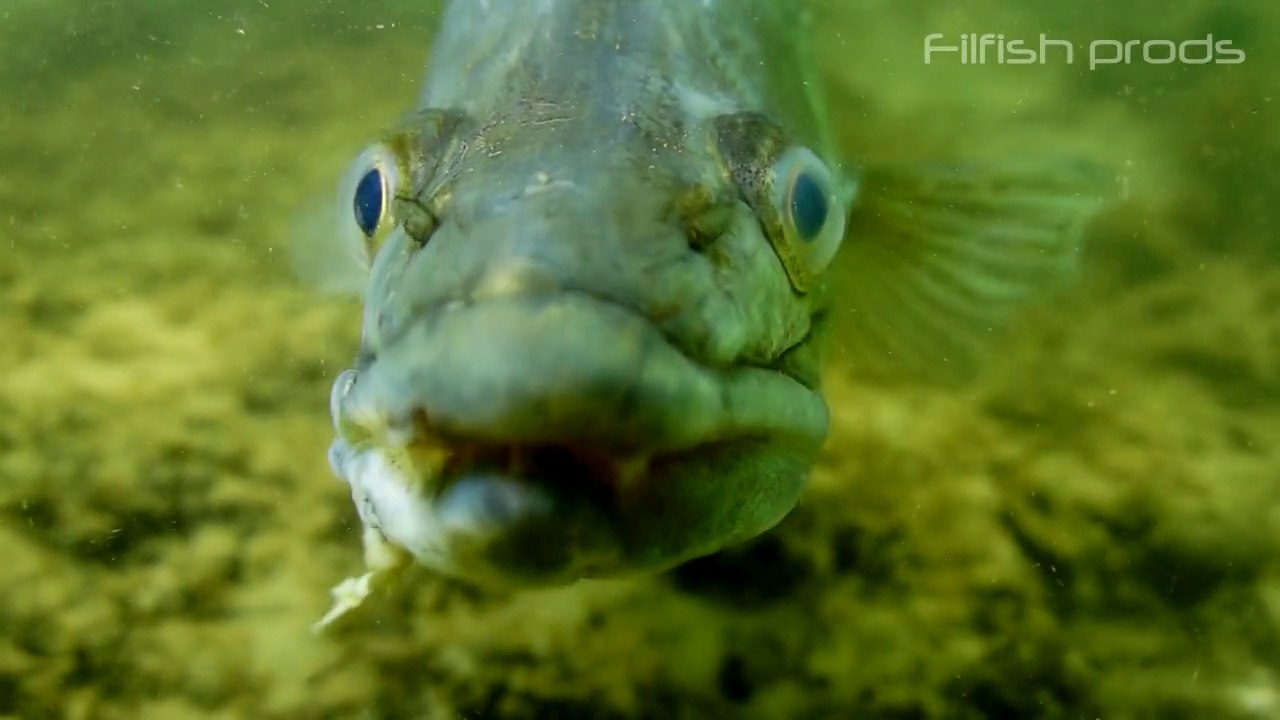 Poissons sauvages X (vidéo sub eau douce compil des plus beaux poissons)