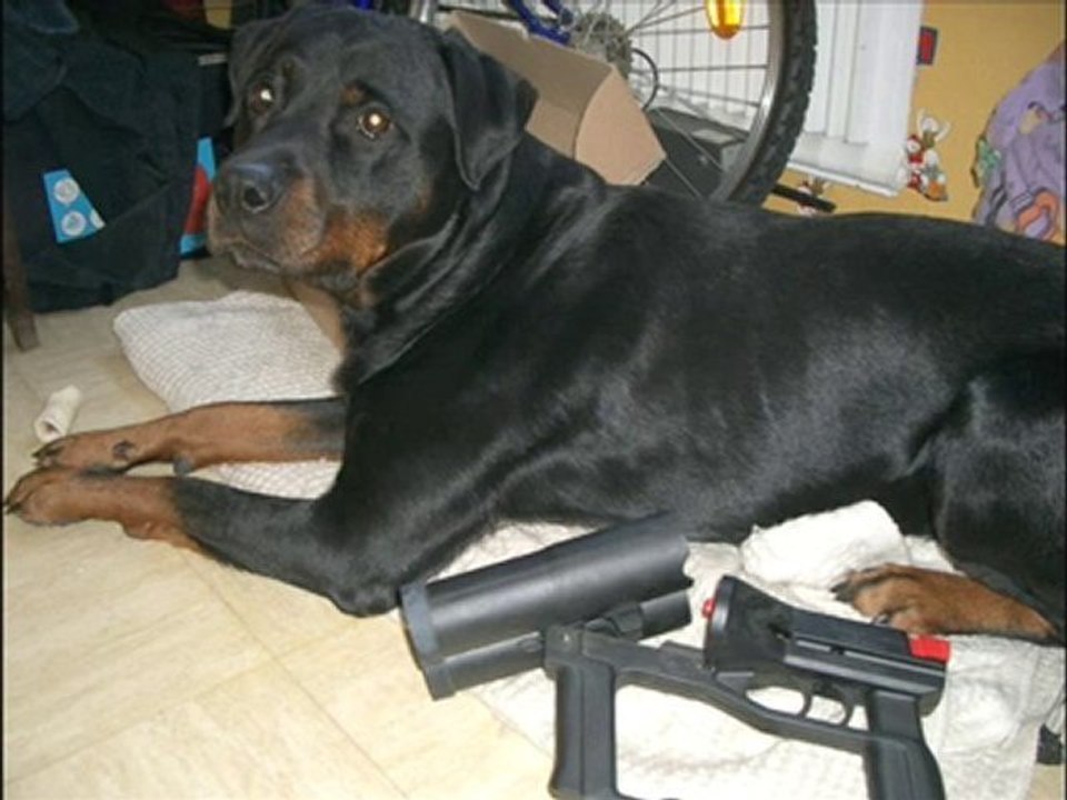 chien