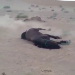 شابين يعدمان حصان بإطلاق النار على رأسه