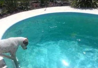 Daring Dog Loves to Dive