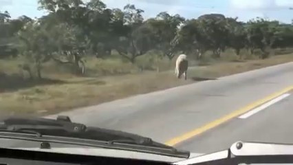 The crazy escape of a pig running away from a slaughterhouse