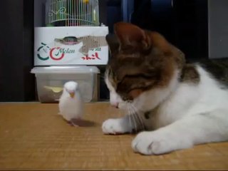 This bird will venture to gently wake up the napping cat