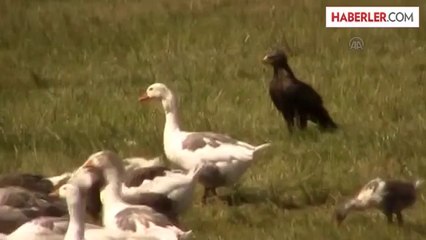 Kartal, kaz avında -