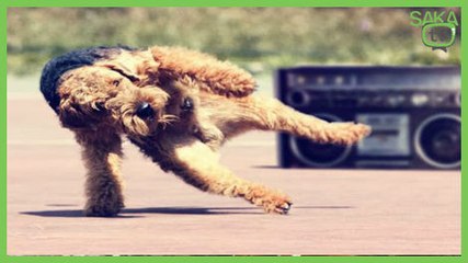 Çılgınca Dans Eden Köpek