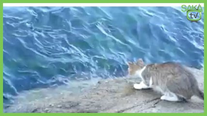 Kediden Müthiş Avlanma Tekniği
