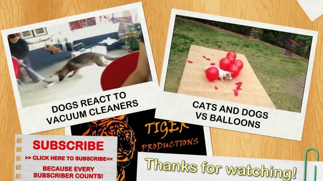 Funny babies imitating dogs - Cute dog & baby compilation