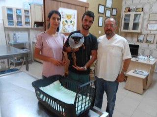 KÖPEK KEMİK KIRIĞI TEDAVİSİ;Doberman pıncsher ulna-radius platin uygulama.