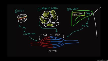 04 Fatty Acid Synthesis - Part I - Fat and protein metabolism {pyarapakistan.pk}