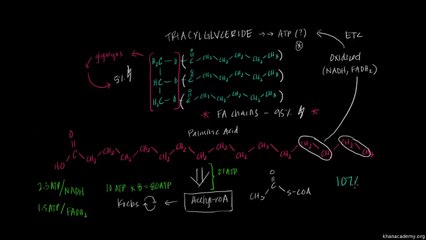 06 Overview of Fatty Acid Oxidation - Fat and protein metabolism {pyarapakistan.pk}