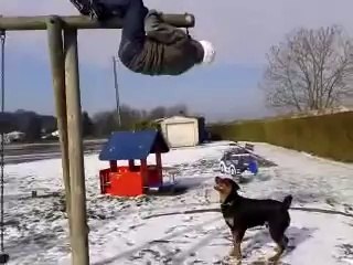 Dog Parkour Fail - Fails World