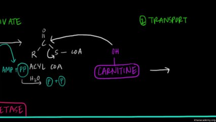 07 Fatty Acid Oxidation - Part I - Fat and protein metabolism {pyarapakistan.pk}