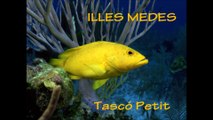 Medes - Tasco Petit (jpalau)