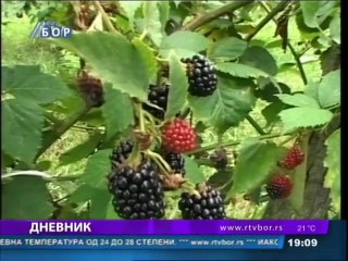 Dnevnik, 17. avgust 2014. (RTV Bor)