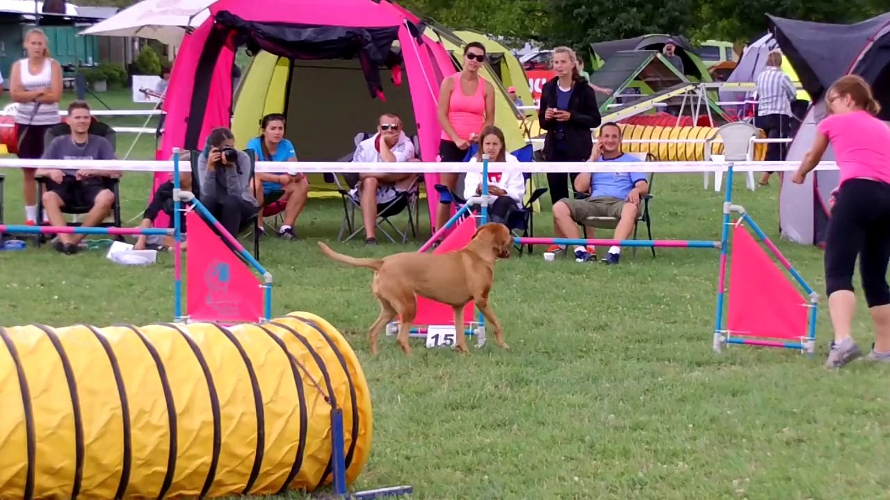 Nitra Agility Kiara run 02 august 2014