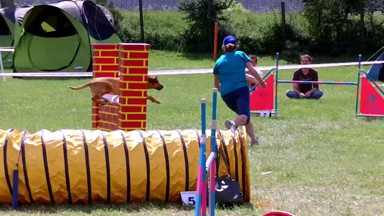 Nitra Agility Kiara run 04 august 2014