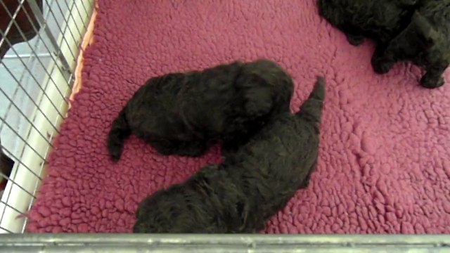 Les Bébés de Garance et Choco