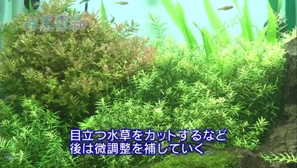 水景日和 (熱帯魚) 20131008