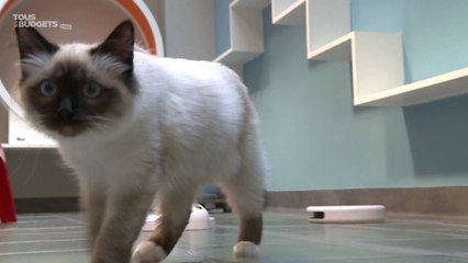 Les vacances de vos animaux domestiques