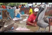 Fishmarket, Puerto Ayora, Santa Cruz Island, Galapagos