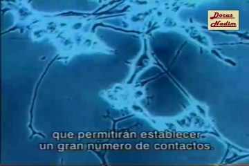 Los Tiempos De Las Neuronas 1998