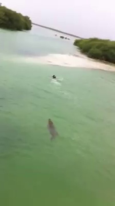 Un Nageur Poursuivi Par Un Crocodile