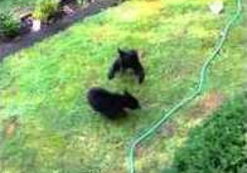 Two Bear Cubs Slug It Out in the Garden