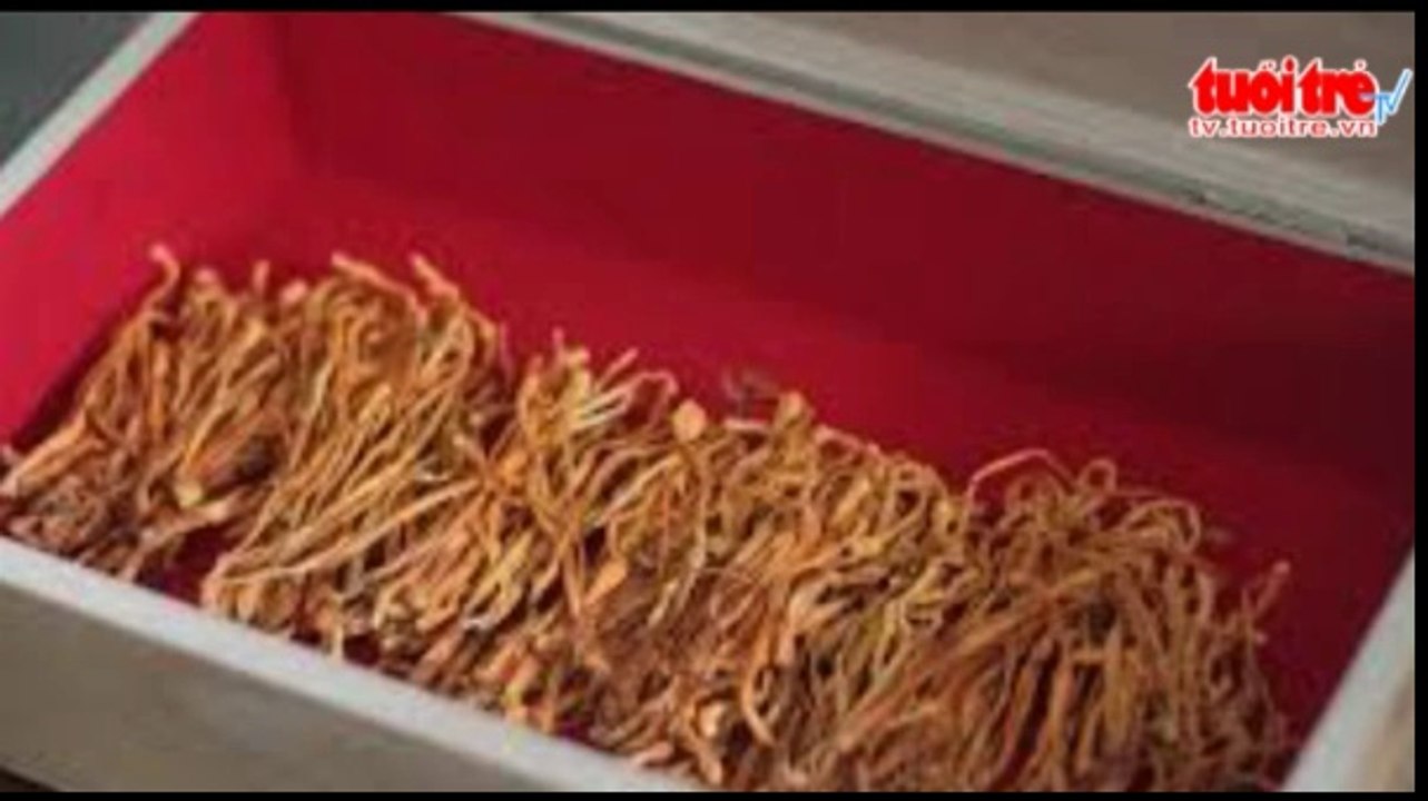 Chàng sinh viên và sự nghiên cứu sản xuất dược liệu tiền tỷ