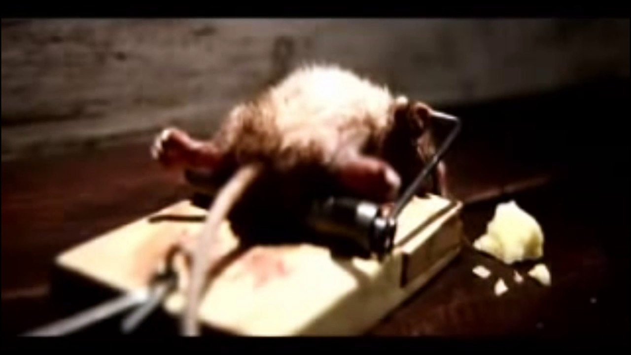 Une souris qu'on ne piège pas - Vidéo Dailymotion