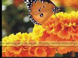 Chand Meri Zameen Phool Mera Watan - Talha Ahmad