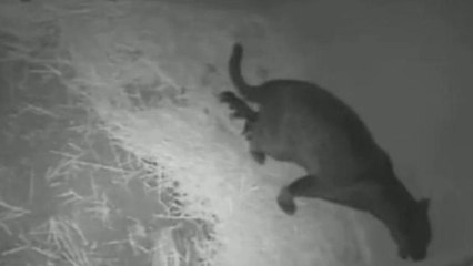 Zoo Captures Birth of Adorable Black Jaguar Cub