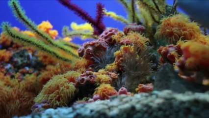 Musé Océanographique de Monaco