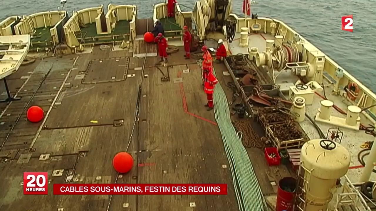 Google va protéger ses milliers de km de câbles sous-marins des attaques de requins