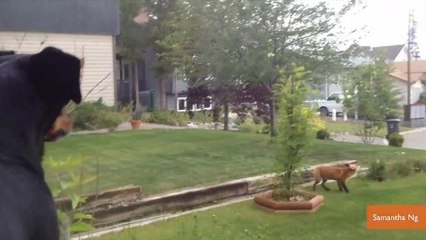 Watch a Dog Get Jealous After a Fox Steals Her Toy