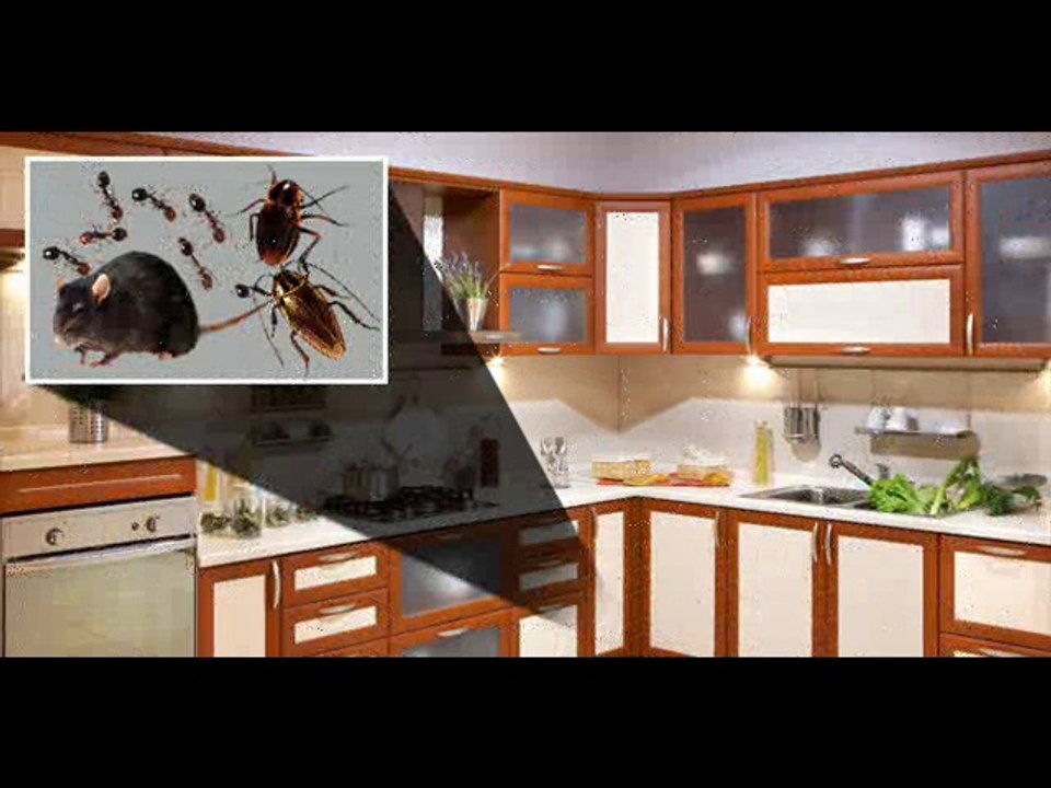 Pest Control Company Philadelphia - www.citybestpestcontrol.com