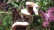 Research Reveals How Snakes Climb Trees Without Falling