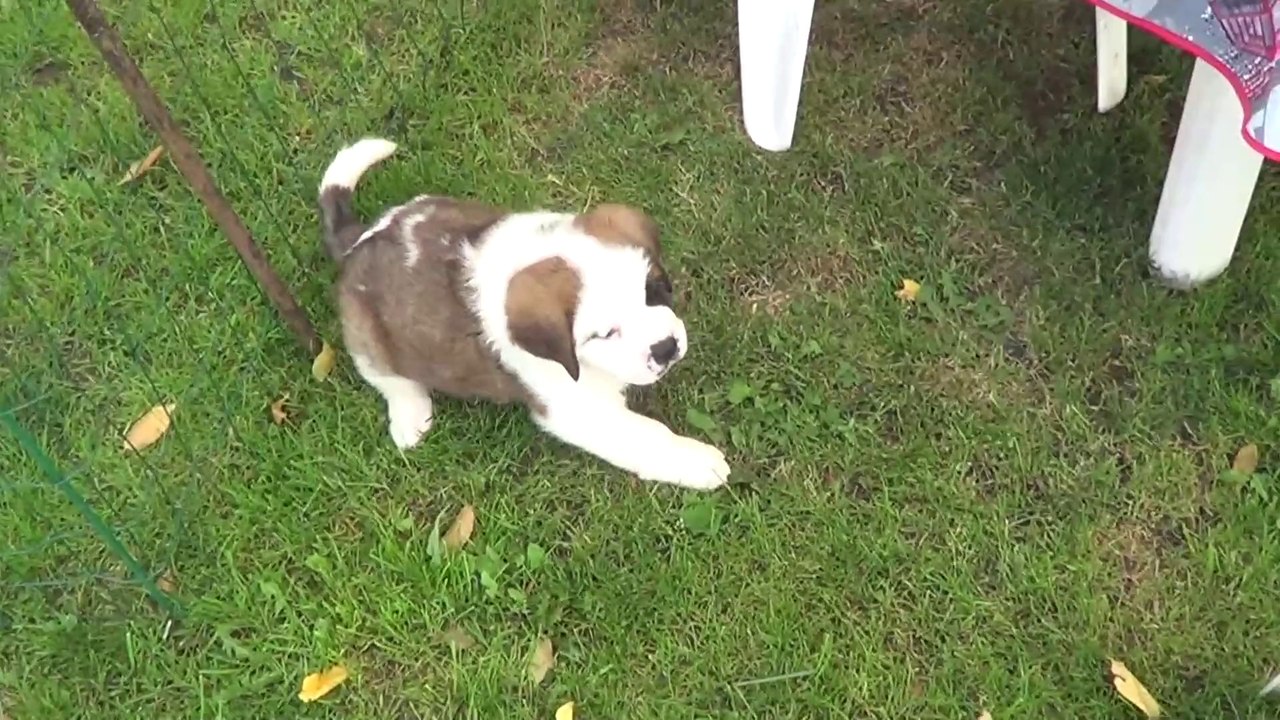 JAZZIE Collier rose2014-08-18