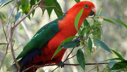 Quran in English - Chapter 88 - ClearQuran