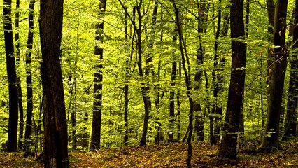 Quran in English - Chapter 81 - ClearQuran